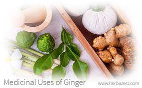 This powerful plant comes from indochina and is currently being cultivated in tropical regions. Medicinal Uses Of Ginger Herbazest