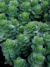 The plants vary from annual and creeping h. Sedum Rosetta Bluestone Perennials