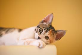 Learn more about why your cat is biting you. Why Does My Cat Bite My Nose Live Long And Pawspurr