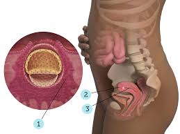 Week 3, however, is when all the magic happens. 3 Weeks Pregnant Baby Novocom Top