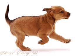 Photograph Of Lakeland Terrier X Border Collie Pup Joker 6 Weeks Old Running Rights Managed White Background Dog Image Puppies Dog Images Dogs