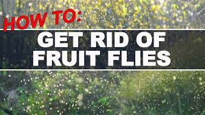 Venus flytraps are carnivorous plants that actually eat insects. How To Get Rid Of Gnats In The Garden As The Bugs Arrive For The Summer Season Mirror Online