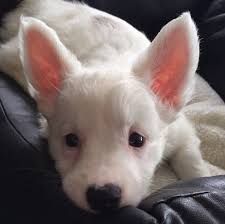 With their breeder, waiting for you! Welsh Corgi X Tibetan Terrier I Want One So Bad Tibetan Terrier Corgi Welsh Corgi