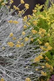 Image result for Helichrysum buchananii