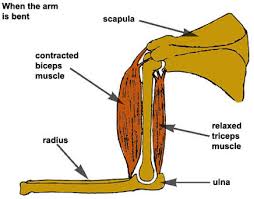 Arm muscles can also be classified by their compartments or regions. The Open Door Web Site How Muscles Work