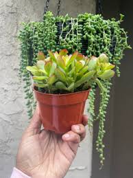 Image result for Crassula zombensis