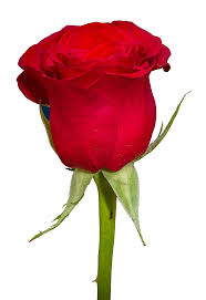 Rose Png Image Flower Png Images Rose Flower Png Flower Images