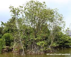 Image result for Rhizophora mucronata