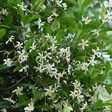 Image result for Trachelospermum jasminoides