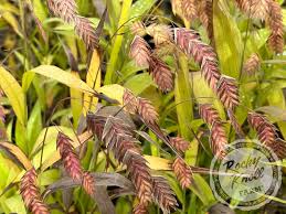 Image result for Chasmanthium latifolium