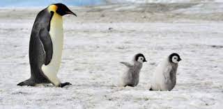 Our online are you smarter than a 5th grader trivia quizzes can be adapted to suit your requirements for taking some of the top are you smarter than a 5th grader quizzes. Miller Penguin Chick Vocabulary Proprofs Quiz