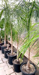 Image result for Syagrus