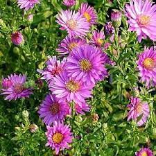 Onlineplantcenter 1 Gal Woods Pink Aster Plant A156cl The Home Depot Lily Plants Best Perennials Pink Plant