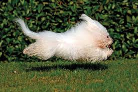 Check spelling or type a new query. Bolognese Dog Breed Information American Kennel Club