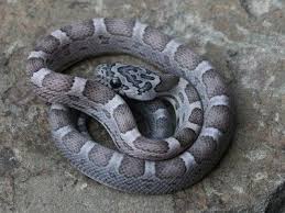 Black And White Corn Snake Morph Sunkissed Anery Motley Corn Snake Corn Snake Snake Pet Snake