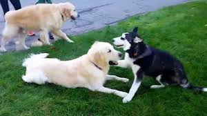 How much is a golden retriever husky mix. Cute Siberian Husky Puppy Plays With Two Golden Retriever Brothers Youtube