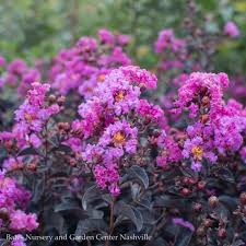Although some gardeners prune their crape myrtles in the fall, i do not recommend doing this. Crape Myrtle Lagerstroemia Trees Bates Nursery Garden Center Nashville Tn Bates Nursery Garden Center