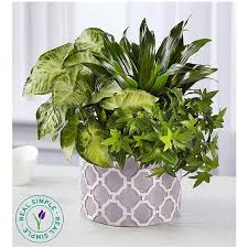 1800 flowers offers flowers and gifts for all occasions. 1 800 Flowers Real Simple Dish Garden Canton Ma