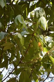 Image result for Actinodaphne