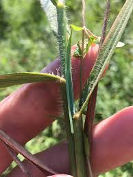 Image result for Eragrostis paradoxa