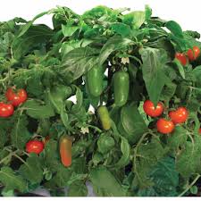 Select aerogarden indoor gardens are on sale at walmart and amazon for up to 53% off. Miracle Gro Aerogarden Salsa Garden 7 Pod Seed Kit Walmart Com Walmart Com