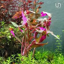 Image result for Phyllanthus parvulus