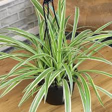 Image result for Chlorophytum anceps