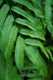 Coniogramme Emeiensis Chinese Bamboo Fern 2 Flickr Photo Sharing Ferns Ferns Garden Tree Fern