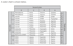 Biology Karyotypes And Pedigrees Biology Dna Protein