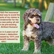 3 spot pet insurance plans reimburse you up to 90% of those eligible vet bills. Figo Pet Insurance 56 Photos 236 Reviews Pet Insurance Chicago Il Phone Number