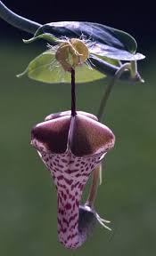 Image result for Ceropegia stenantha