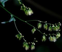 Image result for Fagopyrum snowdenii