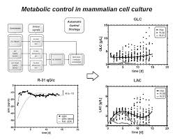 Such cells lines are called Bioengineering Free Full Text Metabolic Control In Mammalian Fed Batch Cell Cultures For Reduced Lactic Acid Accumulation And Improved Process Robustness Html