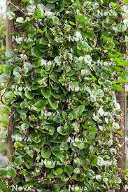 Image result for Basella paniculata