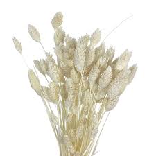Image result for Phalaris