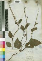 Image result for Crassocephalum vitellinum