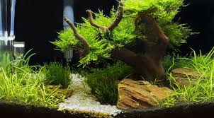 Driftwood tree aquarium ornament fish tank diy landscaping bonsai garden decor. Aquarium Driftwood Best Safest Types For Your Tank