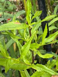 Image result for Pycreus niger