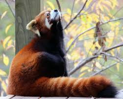 Sara Witty (sarawitty)