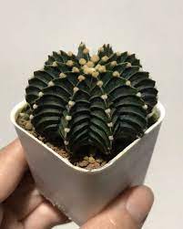 True, cacti can be difficult to garden around. Types Of Cacti