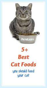 Top 5 Cat Foods Best Cat Foods Reviewed For 2018 Best Cat Food Cat Food Cat Nutrition