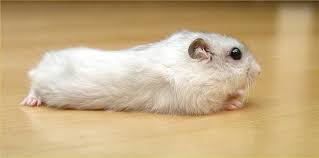 The winter white dwarf hamster, also known as the russian dwarf hamster, djungarian hamster, striped dwarf hamster, siberian hamster, or siberian dwarf hamster, is one of three species of hamster in the genus phodopus. File Pearl Winter White Russian Dwarf Hamster Side Jpg Wikimedia Commons