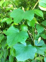 Image result for Menispermaceae