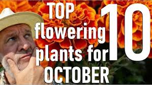 Monty Don says 'Winter Cold Protect these Four Plants in November'