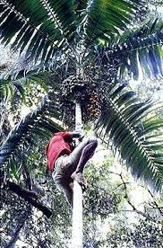 Image result for Ptycholobium contortum