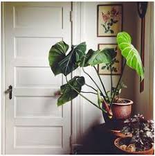 Pin Di House Plants