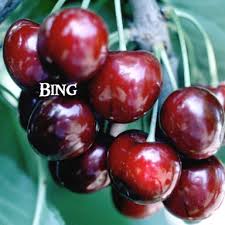 Dave wilson nursery is the largest wholesale grower of fruit trees for the home garden in the united states. Top 50 Home Garden Fruit Trees Alden Lane Nursery