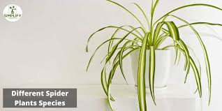 Image result for Chlorophytum sparsiflorum