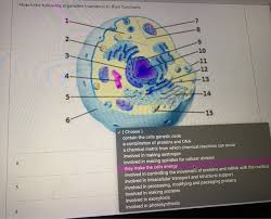 Maybe you would like to learn more about one of these? Match The Following Organelles Numbers To Their Chegg Com