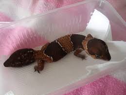 Crested vs Leopard Gecko | Reptile Forums